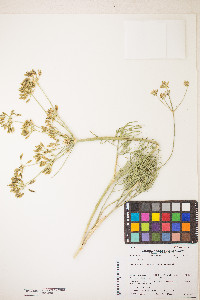 Lomatium brevifolium image