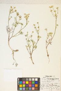 Lomatium ambiguum image