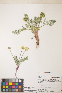Lomatium austiniae image