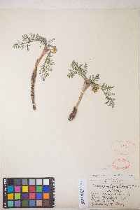 Lomatium austiniae image