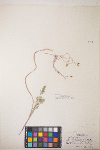 Lomatium austiniae image