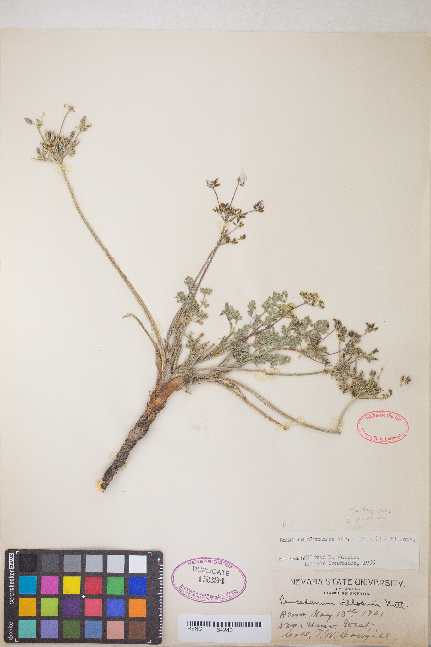 Lomatium austiniae image