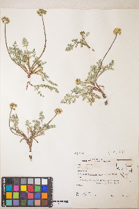 Lomatium austiniae image