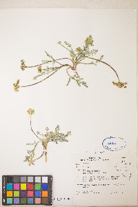 Lomatium austiniae image