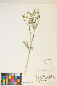 Lomatium ambiguum image