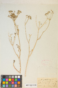 Lomatium ambiguum image