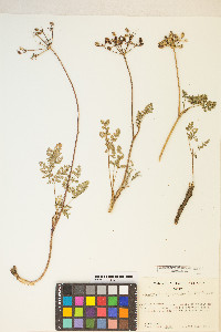Lomatium martindalei image