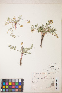 Lomatium austiniae image
