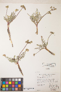 Lomatium austiniae image