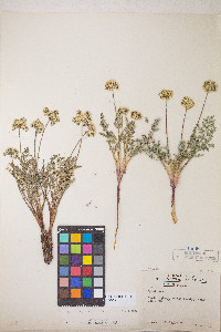 Lomatium austiniae image