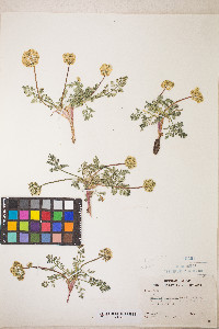 Lomatium austiniae image
