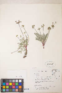Lomatium austiniae image