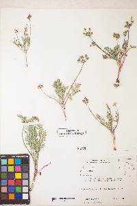 Lomatium austiniae image