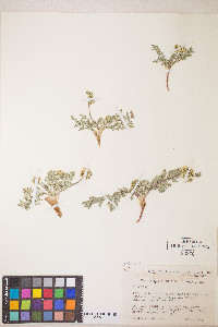 Lomatium austiniae image