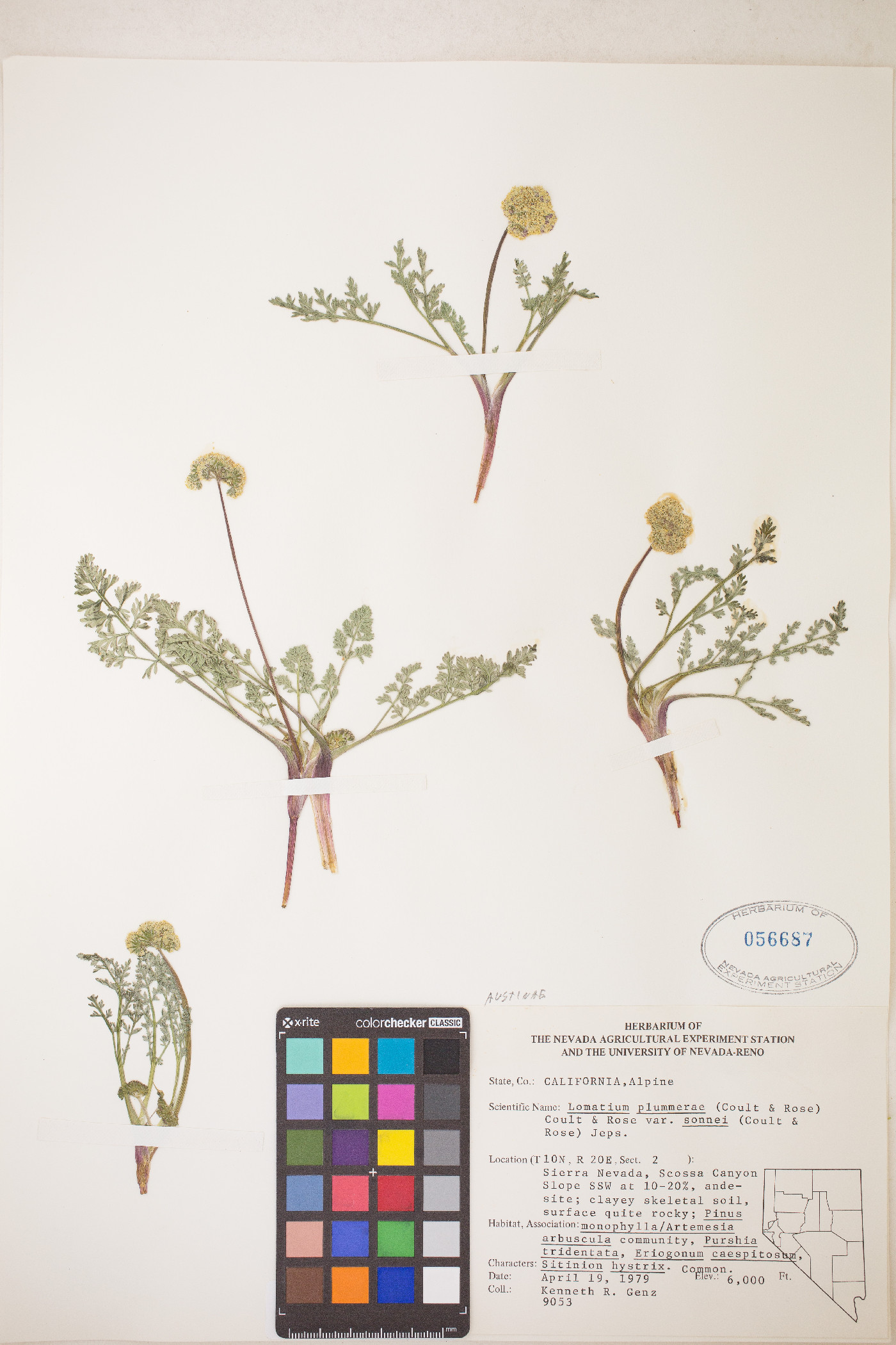 Lomatium austiniae image