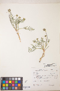 Lomatium austiniae image