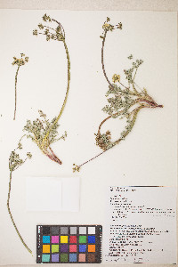 Lomatium austiniae image