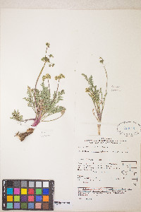 Lomatium austiniae image