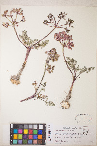 Lomatium canbyi image