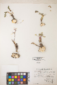 Lomatium canbyi image