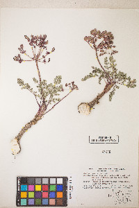 Lomatium canbyi image