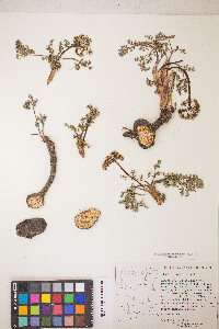Lomatium canbyi image