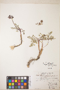 Lomatium canbyi image