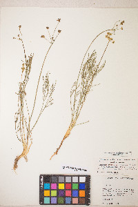 Lomatium caruifolium image