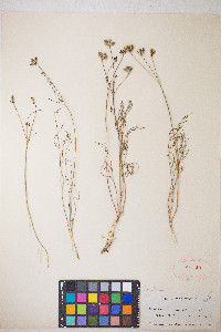 Lomatium caruifolium image