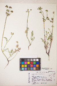 Lomatium cous image