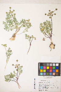 Lomatium cous image