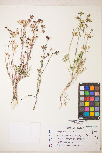 Lomatium cous image