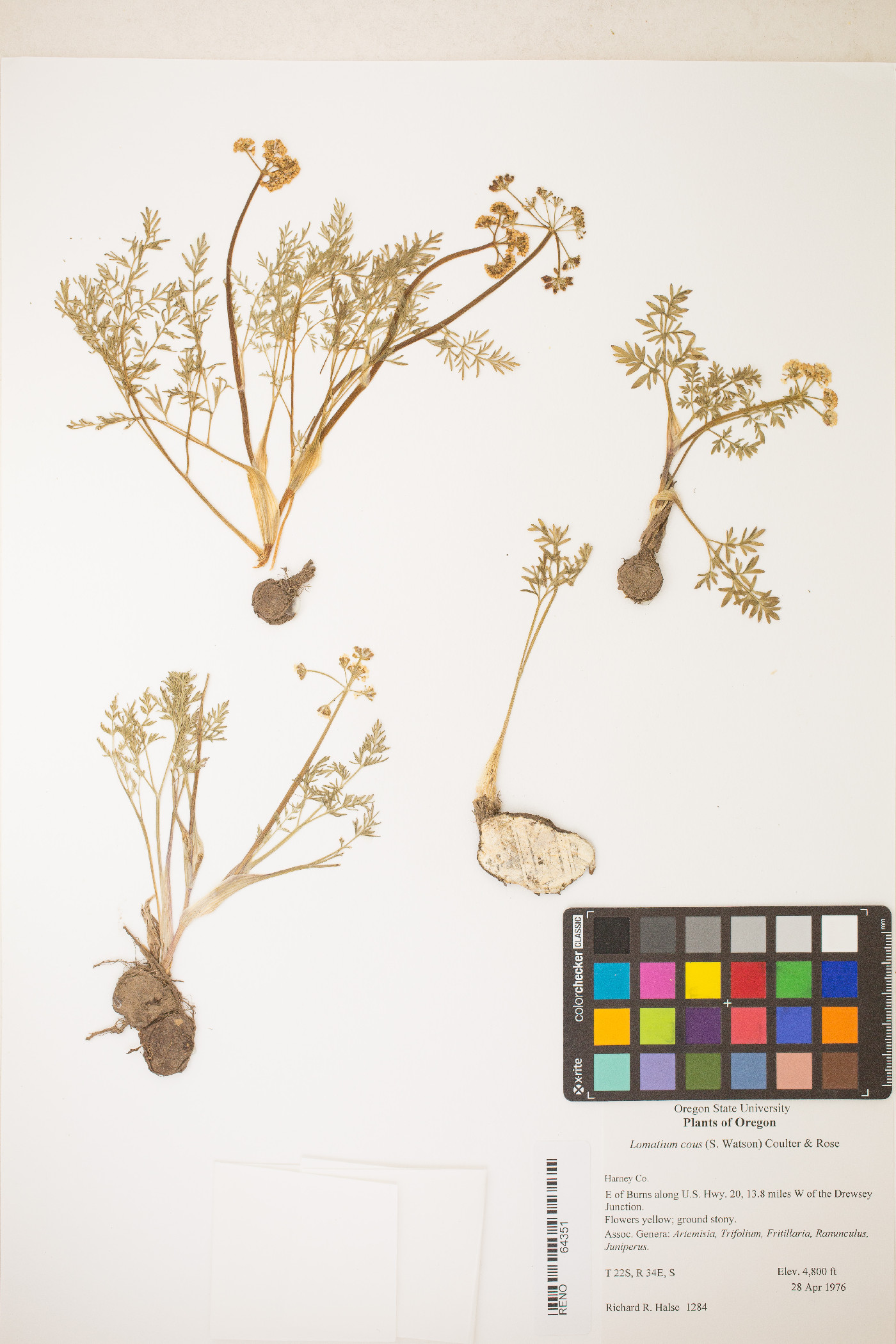 Lomatium cous image