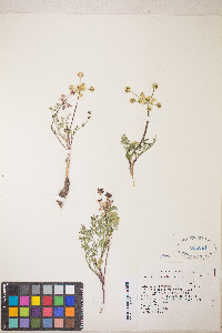 Lomatium cous image