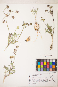 Lomatium cous image