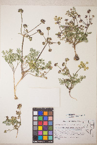 Lomatium cous image