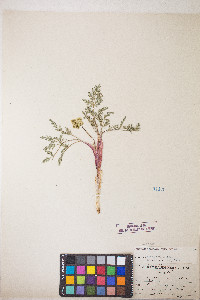 Lomatium austiniae image
