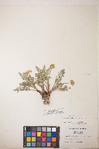 Lomatium austiniae image