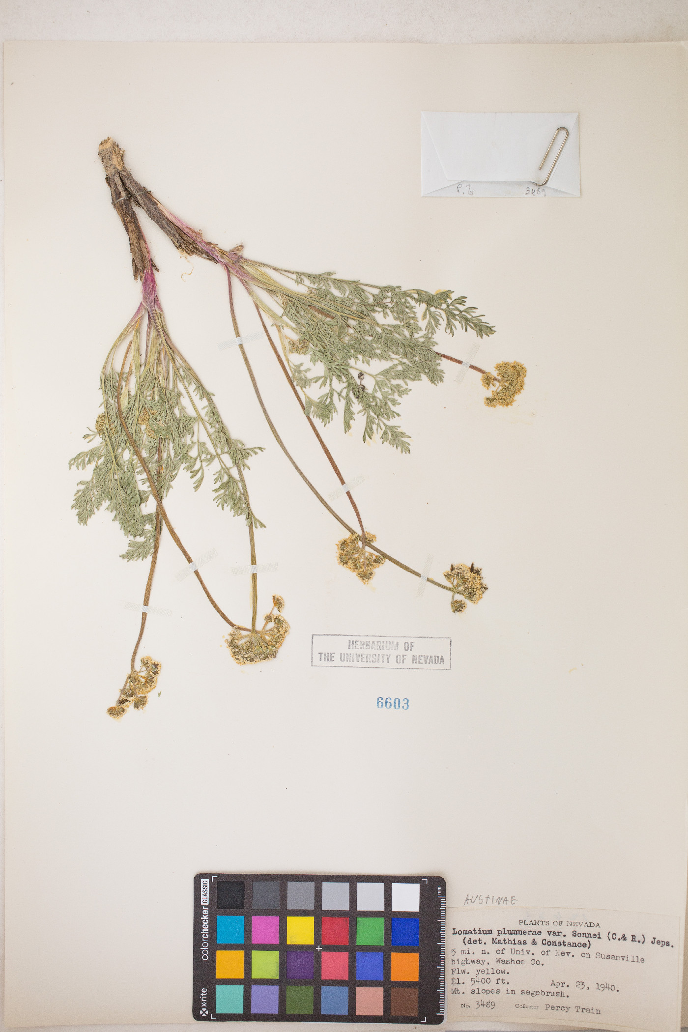 Lomatium austiniae image