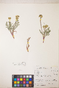 Lomatium austiniae image