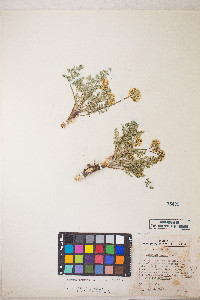 Lomatium austiniae image