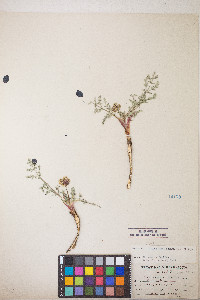 Lomatium austiniae image