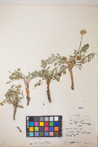 Lomatium austiniae image