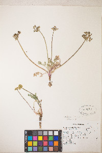 Lomatium austiniae image