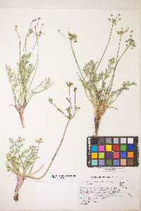 Lomatium austiniae image