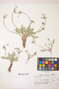 Lomatium austiniae image