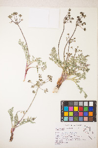 Lomatium austiniae image