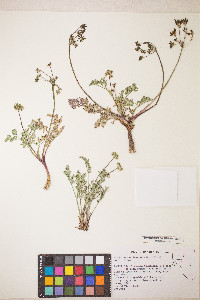 Lomatium austiniae image