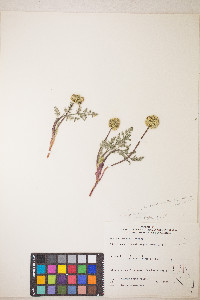 Lomatium austiniae image