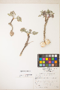 Lomatium bentonitum image